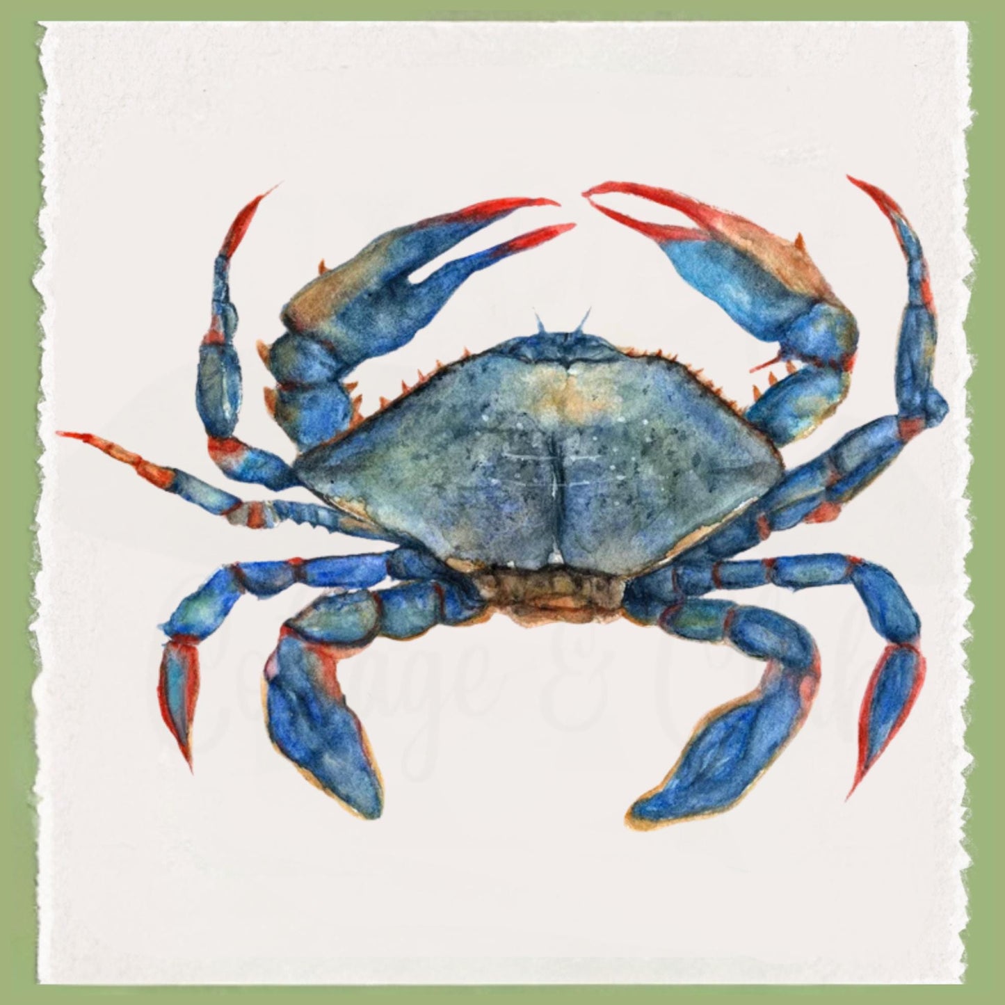 Coastal Crab & Sea Horse Tea Towel Collection